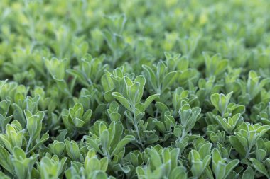 yeşil çimen - yeşil çalı arka plan