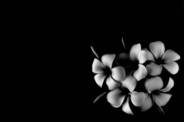 Weiße Frangipani Blume Auf Schwarzem Hintergrund Monochrom — Stockfoto