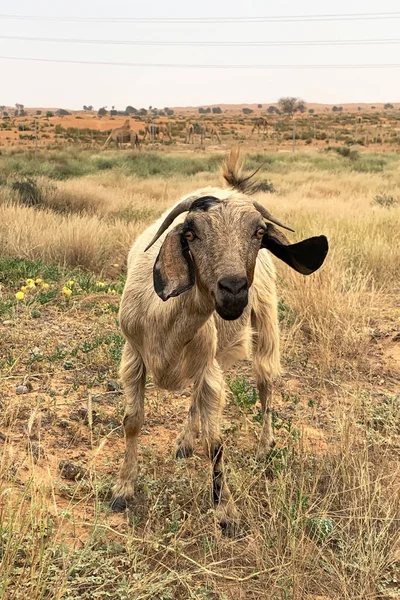 Uma Cabra Olhando Diretamente Para Uma Câmera Fundo Natural — Fotografia de Stock