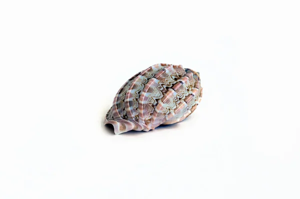 Sea Shell Isolated White Background — Stock Photo, Image