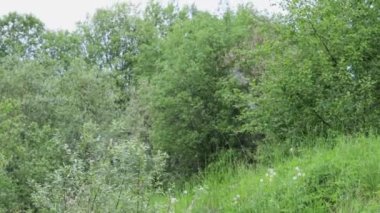 Rüzgarda uçan karahindiba tohumları çayır arka planda  