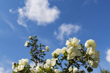 Yaban gülü, Rosa canina, köpek gülü beyaz çiçek çalısı mavi gökyüzü arka planında