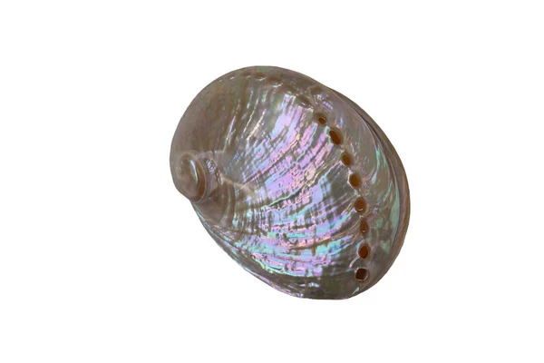 Mother Pearl Sea Shell Isolated — Stock Photo, Image