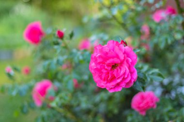 Bahçedeki pembe gül çalısı, mavi arkaplan