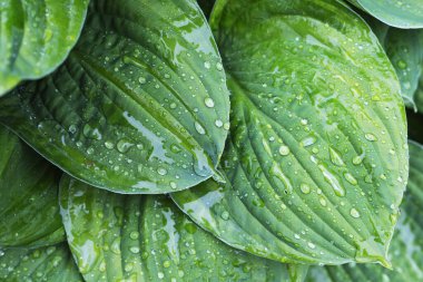 Hosta bitkisinin yaprakları ve yağmur damlaları
