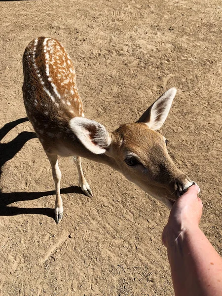 Ein Junges Reh Frisst Aus Einer Hand — Stockfoto