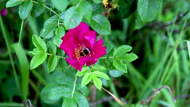 Шмель Цветке Дикой Розы — стоковое видео