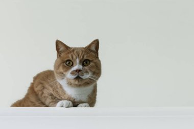 Şirin İngiliz kedi kremi renginde, beyaz arka planda fotokopi alanı olan kameraya bakıyor.