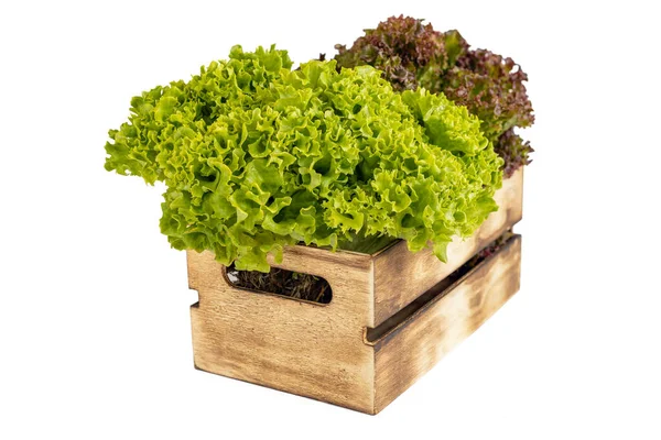 Daun Salad Hijau Dan Merah Segar Dalam Kotak Kayu Yang — Stok Foto