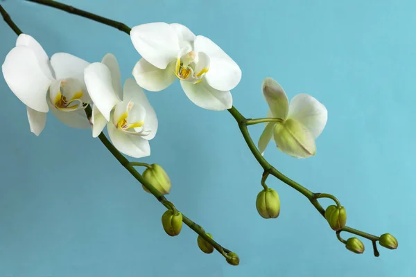 Ramo Orquídea Branca Com Flores Botões Fundo Azul Claro Imagem De Stock