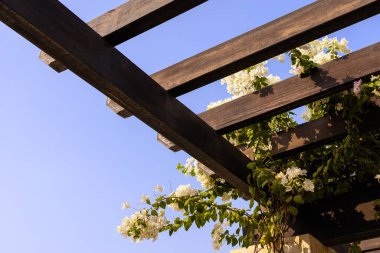 Bougainvilea 'nın dalları mavi gökyüzüne karşı ahşap çatıda dokuyor.