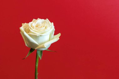 Kırmızı arkaplanda kopyalama alanı olan beyaz bir gül