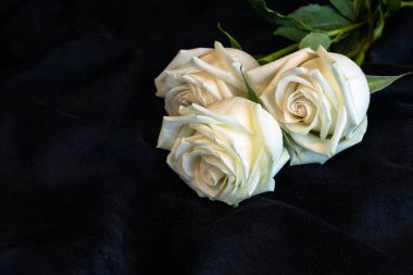 Siyah kadife kumaş üzerinde üç beyaz gül