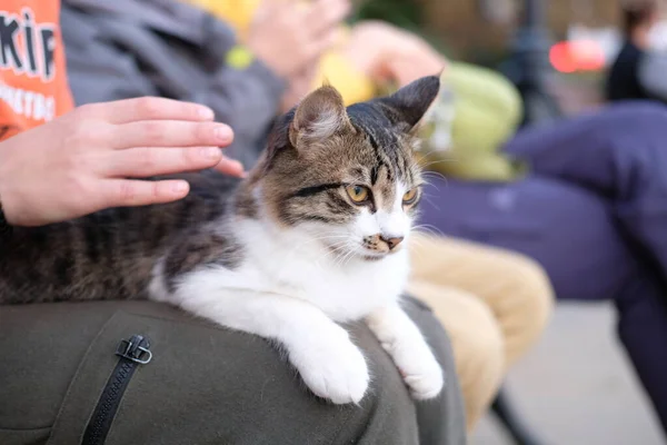 Beyaz göğüslü kedi yavrusu dizlerinin üstünde yatıyor.