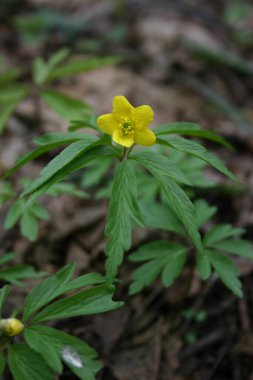 Sarı çiçek açtı ormanda. 