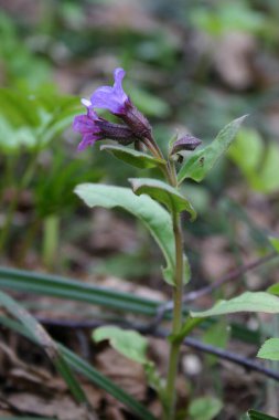Ormanda küçük çan çiçekleri açtı. 