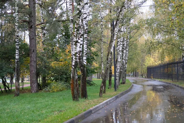 Yağmurdan sonra parkta bir sokak. 
