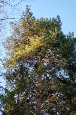 Bahar sabahı güneşinin altında çam 