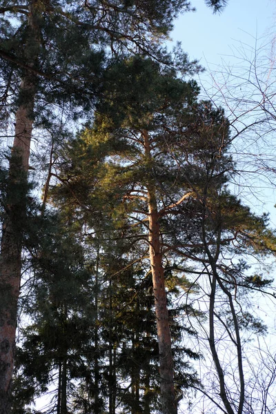 Bahar sabahı güneşinin altında çam 