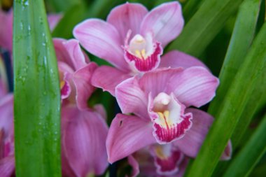 Göz kamaştırıcı renkli bahar çiçeklerinin yakın çekimi 