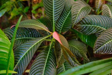Göz kamaştırıcı renkli bahar çiçeklerinin yakın çekimi 