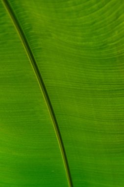 Göz kamaştırıcı renkli bahar çiçeklerinin yakın çekimi 