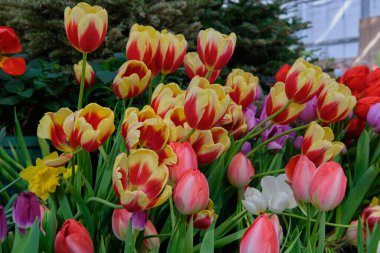 Göz kamaştırıcı renkli bahar çiçeklerinin yakın çekimi 