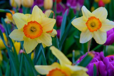 Göz kamaştırıcı renkli bahar çiçeklerinin yakın çekimi 