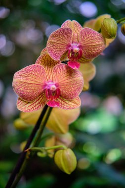 Göz kamaştırıcı renkli bahar çiçeklerinin yakın çekimi 