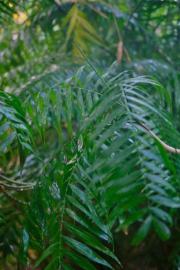 Göz kamaştırıcı renkli bahar çiçeklerinin yakın çekimi 