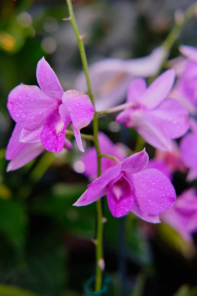 Göz kamaştırıcı renkli bahar çiçeklerinin yakın çekimi 