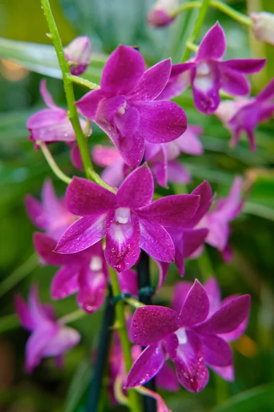 Göz kamaştırıcı renkli bahar çiçeklerinin yakın çekimi 