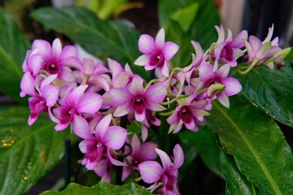 Göz kamaştırıcı renkli bahar çiçeklerinin yakın çekimi 