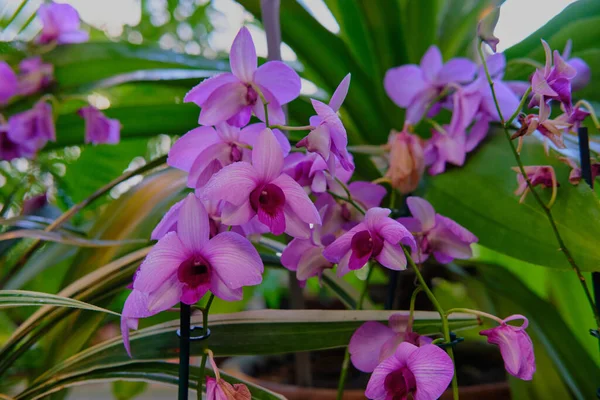 Göz kamaştırıcı renkli bahar çiçeklerinin yakın çekimi 