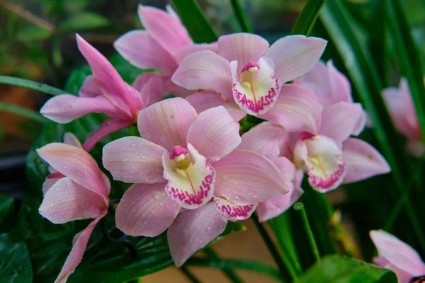 Göz kamaştırıcı renkli bahar çiçeklerinin yakın çekimi 