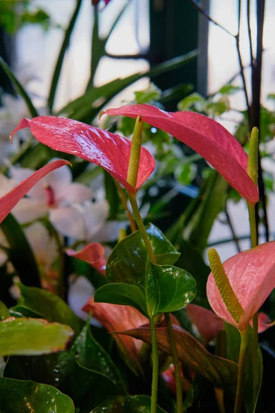 Göz kamaştırıcı renkli bahar çiçeklerinin yakın çekimi 