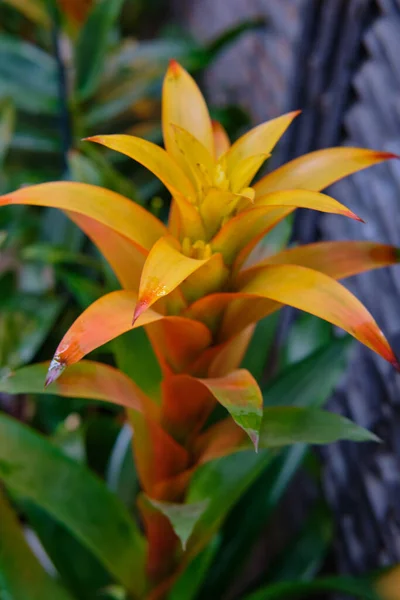 Göz kamaştırıcı renkli bahar çiçeklerinin yakın çekimi 