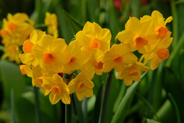 Göz kamaştırıcı renkli bahar çiçeklerinin yakın çekimi 