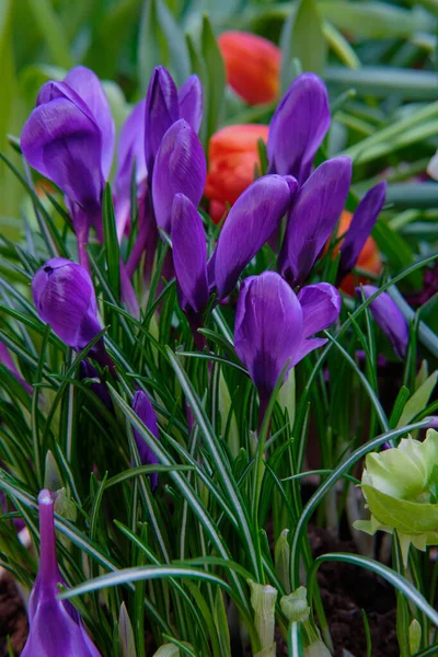 Göz kamaştırıcı renkli bahar çiçeklerinin yakın çekimi 