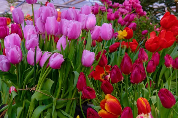 Göz kamaştırıcı renkli bahar çiçeklerinin yakın çekimi 