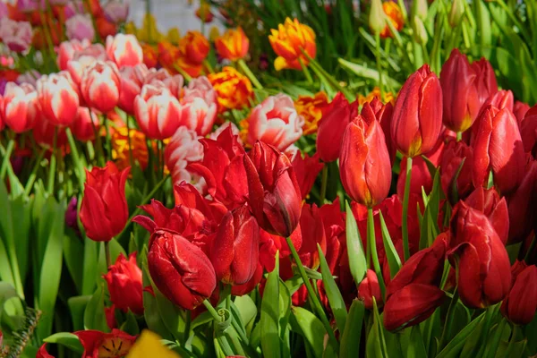 Göz kamaştırıcı renkli bahar çiçeklerinin yakın çekimi 