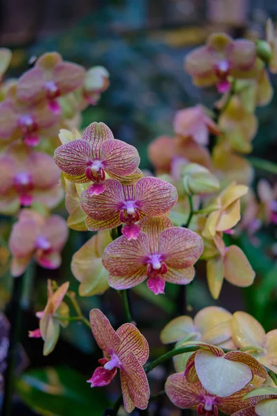 Göz kamaştırıcı renkli bahar çiçeklerinin yakın çekimi 