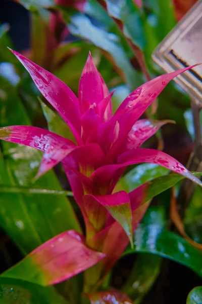 Göz kamaştırıcı renkli bahar çiçeklerinin yakın çekimi 