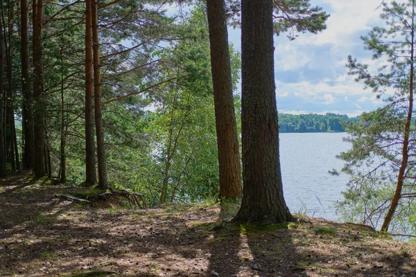 Güneşli bir günde, bir yaz ormanında çam ağaçlarına yakın çekim