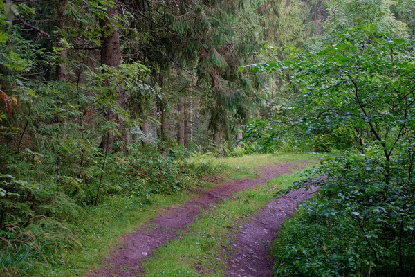 Güneşli bir günde, bir yaz ormanında köknar ağaçlarına yakın çekim