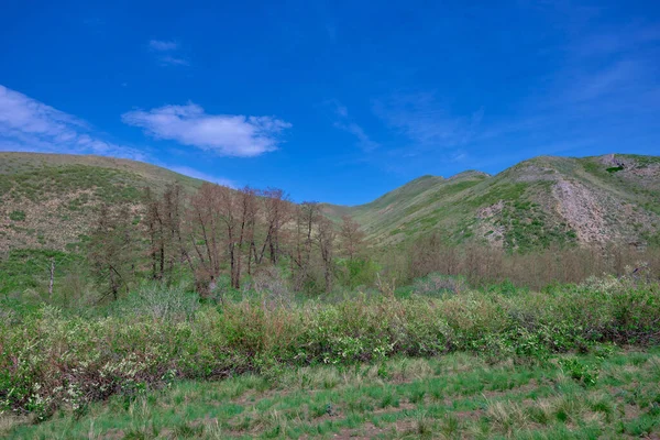 Güney Urallar 'ın bahar dağlarının manzarası güneşle aydınlanır.