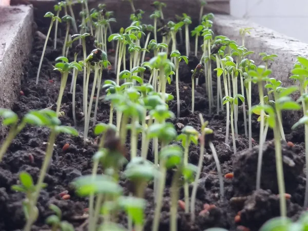 Microgreens Vensterbank — Stockfoto