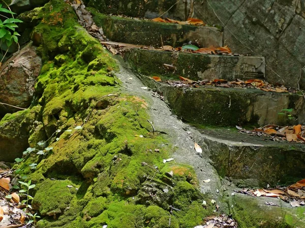 Canlılar kaplanana kadar çalışmayan merdivenler..