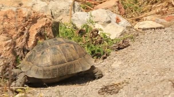 Κέντρισμα-thighed χελώνας (testudo graeca) — Αρχείο Βίντεο