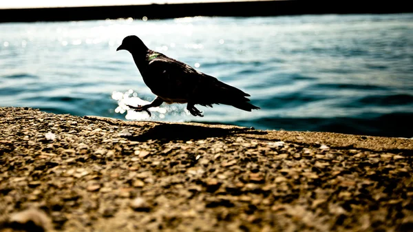 Pigeon — Photo